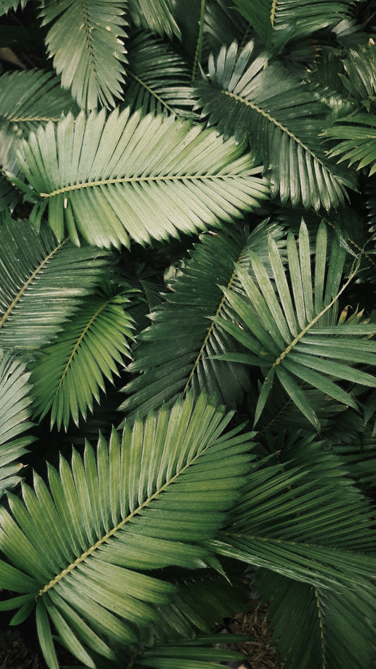 75 Palm Fronds